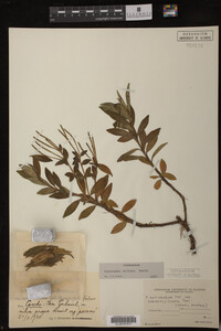 Image Associated With the Occurrence