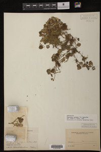 Image Associated With the Occurrence