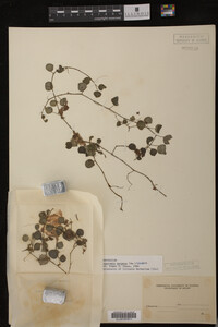 Image Associated With the Occurrence