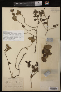 Image Associated With the Occurrence