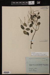 Image Associated With the Occurrence