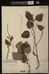 Image Associated With the Occurrence
