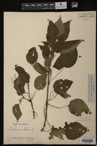 Image Associated With the Occurrence