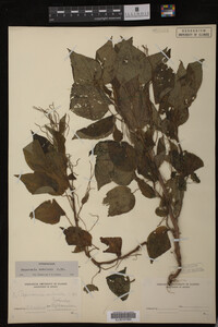Image Associated With the Occurrence