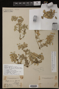 Image Associated With the Occurrence