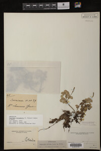 Image Associated With the Occurrence