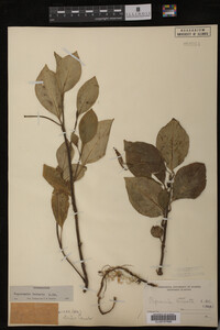 Image Associated With the Occurrence