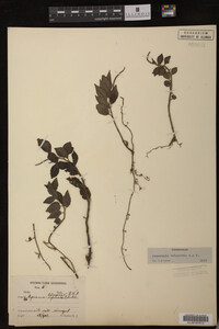 Image Associated With the Occurrence