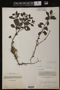 Image Associated With the Occurrence