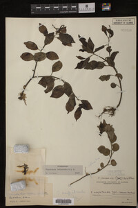 Image Associated With the Occurrence