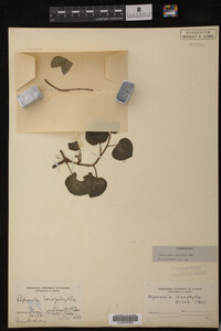 Image Associated With the Occurrence