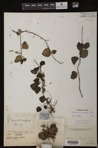 Image Associated With the Occurrence