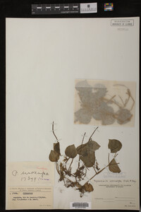 Image Associated With the Occurrence