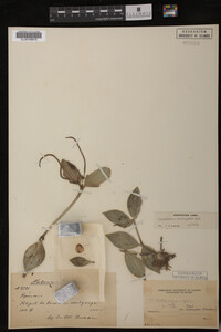 Image Associated With the Occurrence