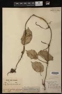 Image Associated With the Occurrence