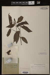 Image Associated With the Occurrence