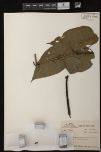 Image Associated With the Occurrence