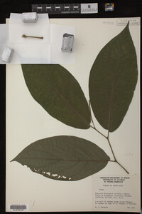 Image Associated With the Occurrence
