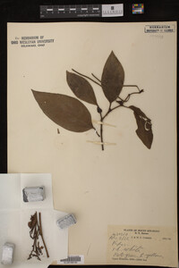 Image Associated With the Occurrence