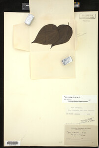 Piper amalago image