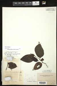 Piper amalago image