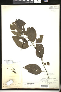 Image Associated With the Occurrence