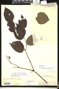 Piper amalago image