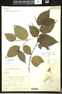 Piper amalago image