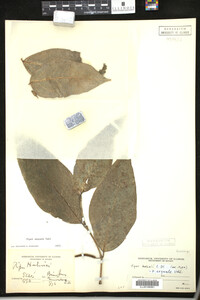 Image Associated With the Occurrence