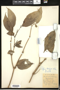 Image Associated With the Occurrence