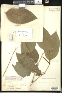 Image Associated With the Occurrence