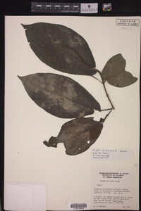 Image of Piper arboreum ssp. arboreum