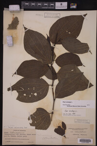Image Associated With the Occurrence