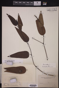 Piper amalago image