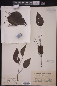 Image Associated With the Occurrence
