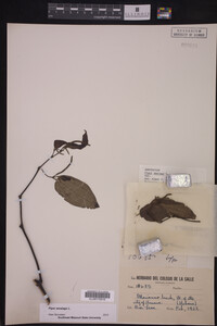 Piper amalago image