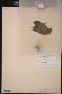 Piper amalago image