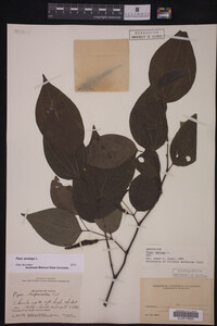 Piper amalago image
