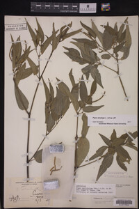 Piper amalago image