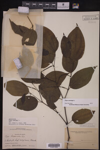 Piper amalago image