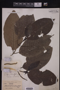 Image Associated With the Occurrence
