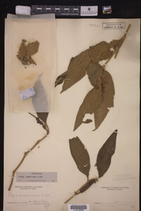 Image Associated With the Occurrence