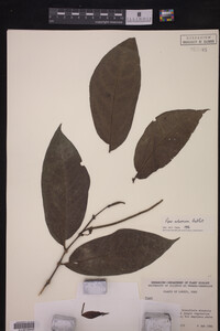 Piper arboreum ssp. arboreum image