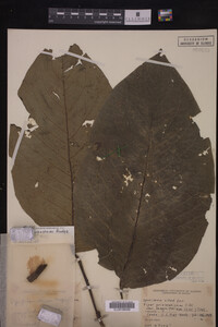 Image Associated With the Occurrence