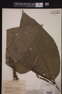 Image Associated With the Occurrence