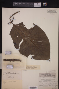 Image Associated With the Occurrence