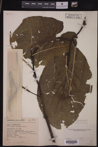 Image of Piper auritum