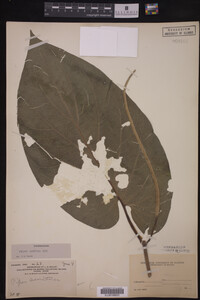 Piper auritum image