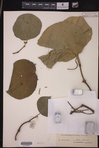 Image Associated With the Occurrence