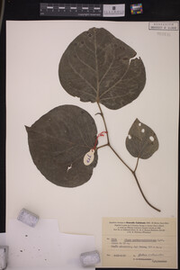 Image Associated With the Occurrence